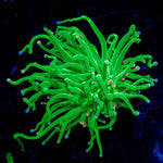 Cotton Candy Torch - riptide aquaculture llc