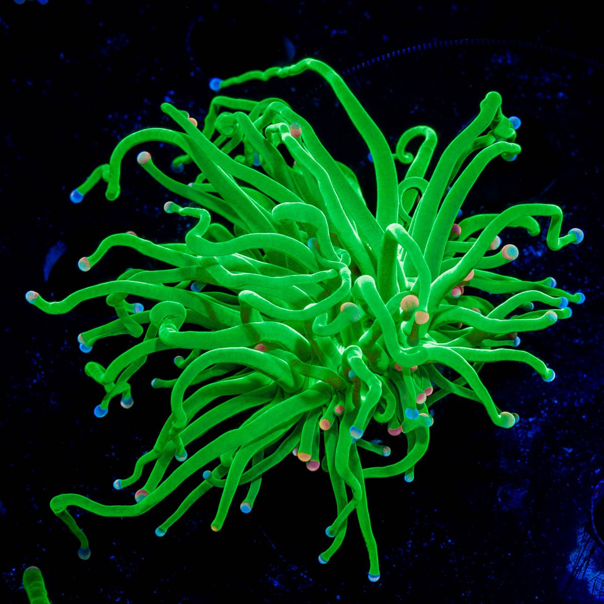 Cotton Candy Torch - riptide aquaculture llc