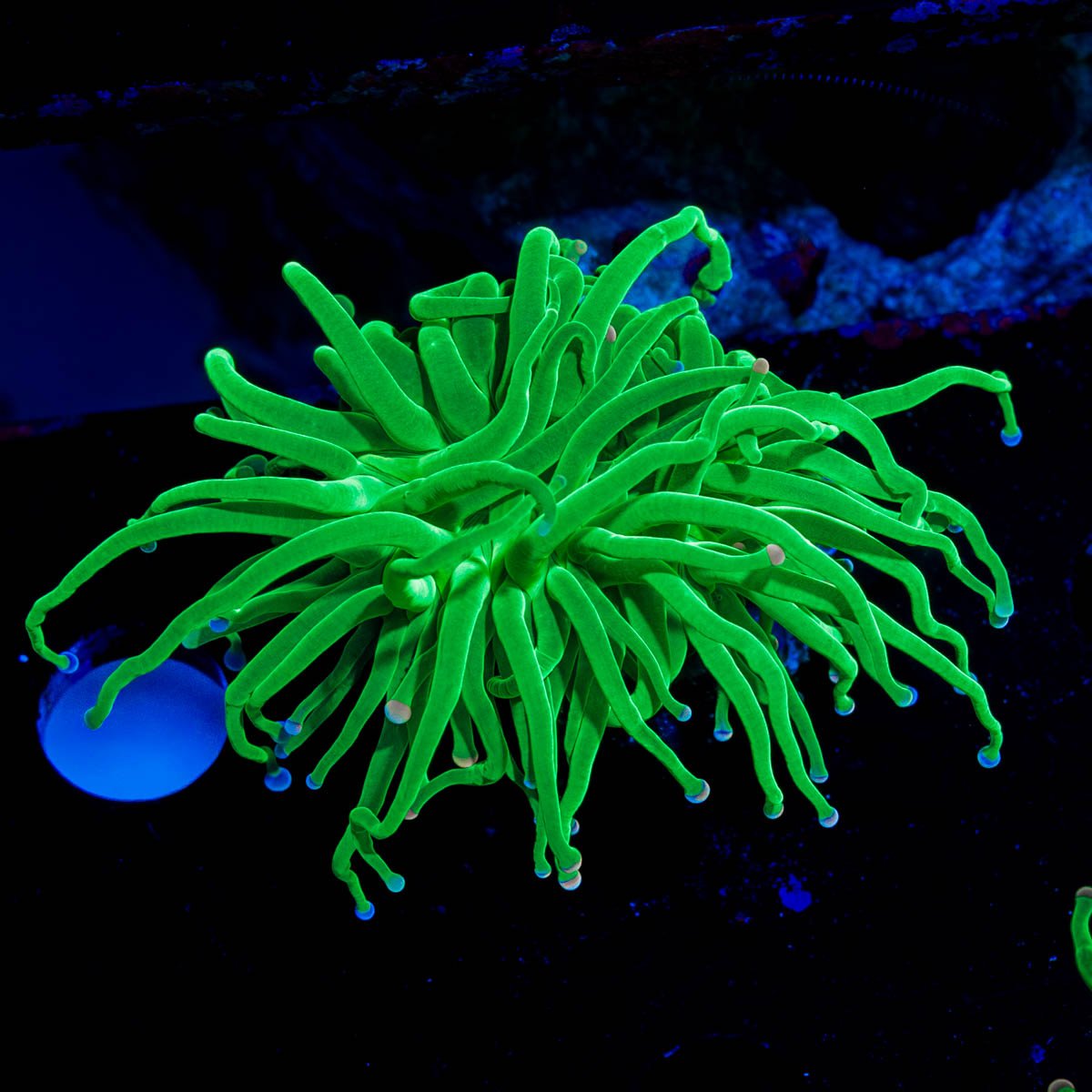 Cotton Candy Torch - riptide aquaculture llc