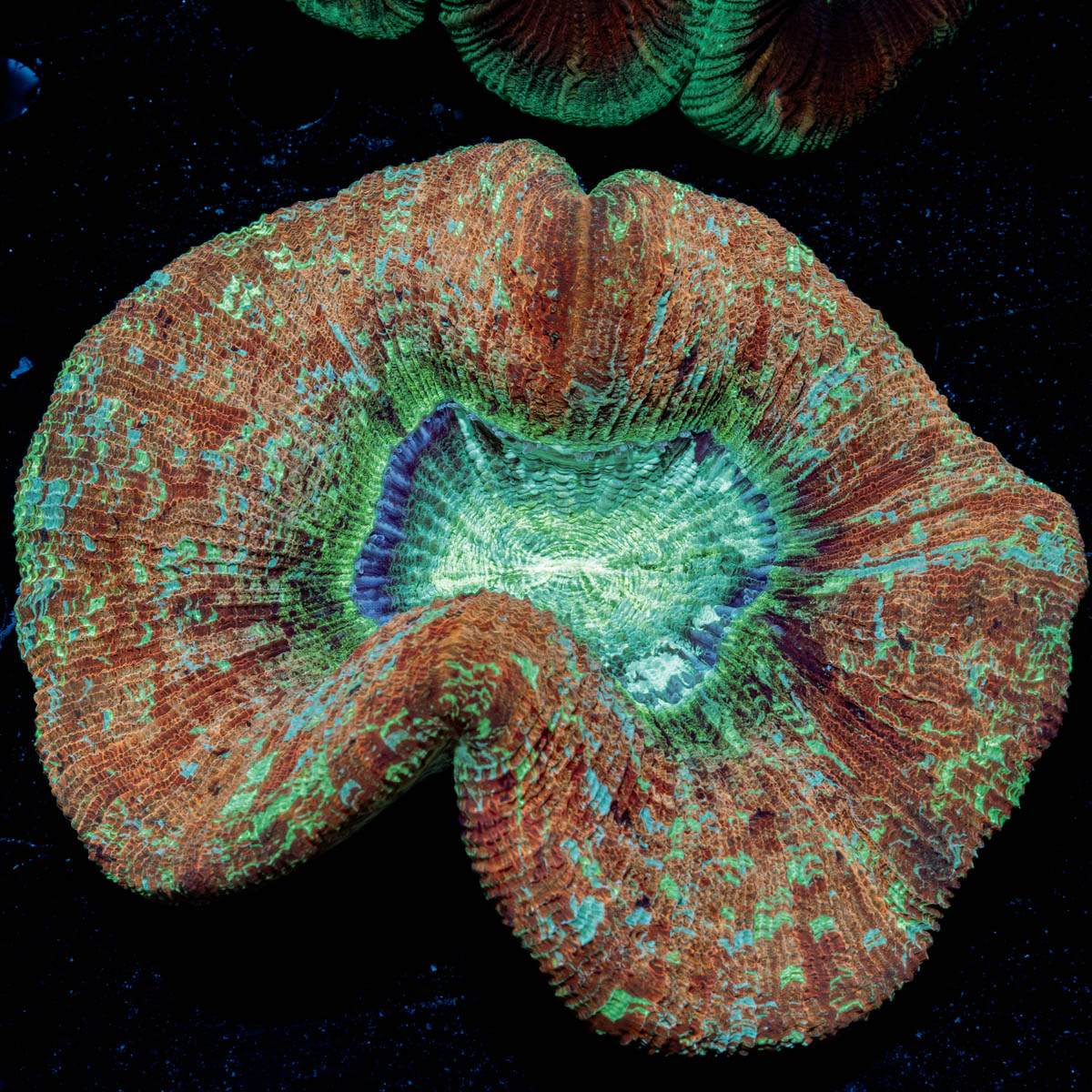 Trachyphyllia