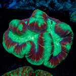 Trachyphyllia