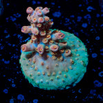 Buzz Lightyear Acropora