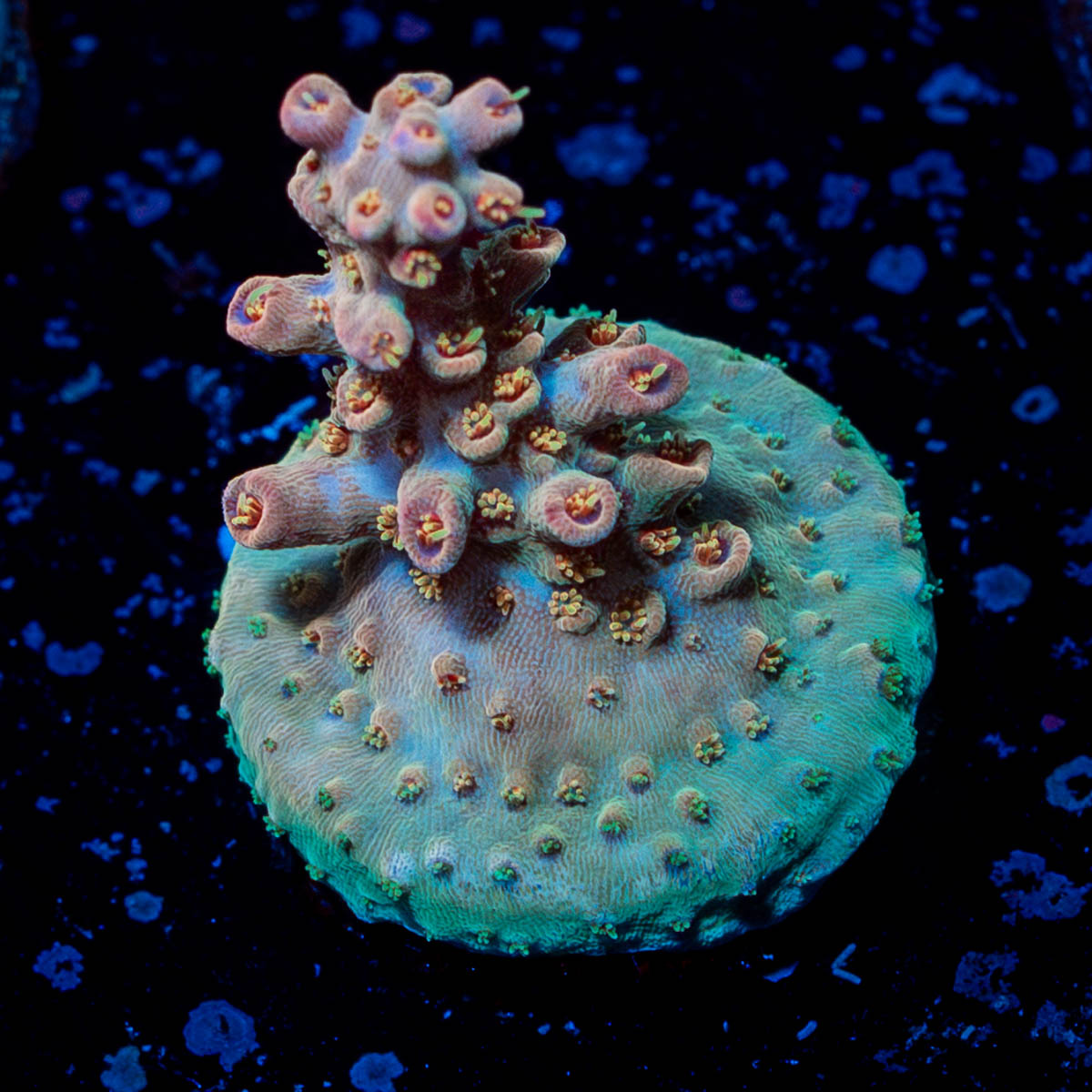 Buzz Lightyear Acropora