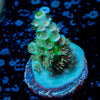 Pink Flamingo Acropora