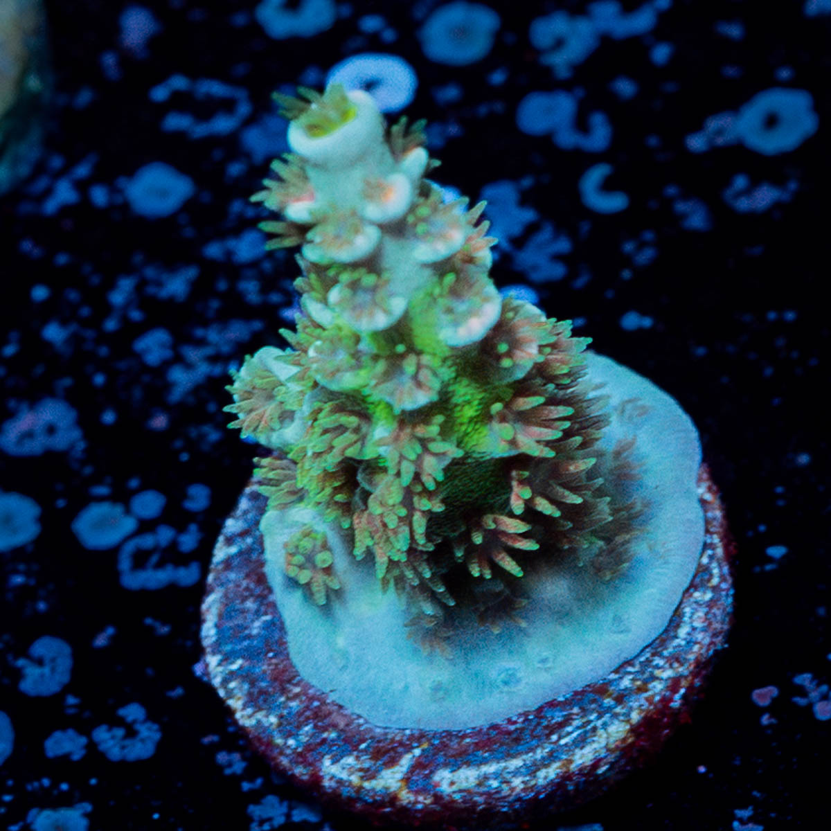Pink Flamingo Acropora