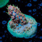 Buzz Lightyear Acropora