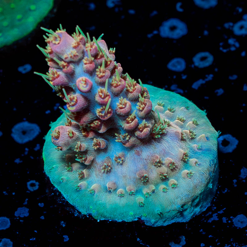 Buzz Lightyear Acropora