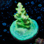 Fools Gold Acropora