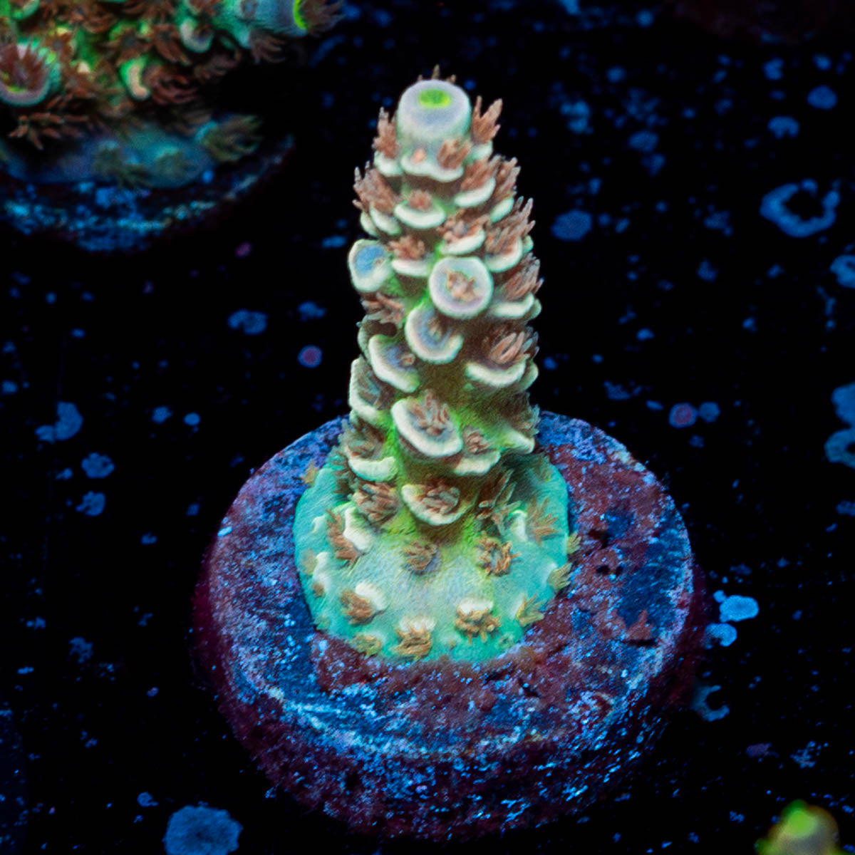 Chevron Tenuis Acropora 
