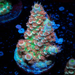 Globe Master Tenuis Acropora