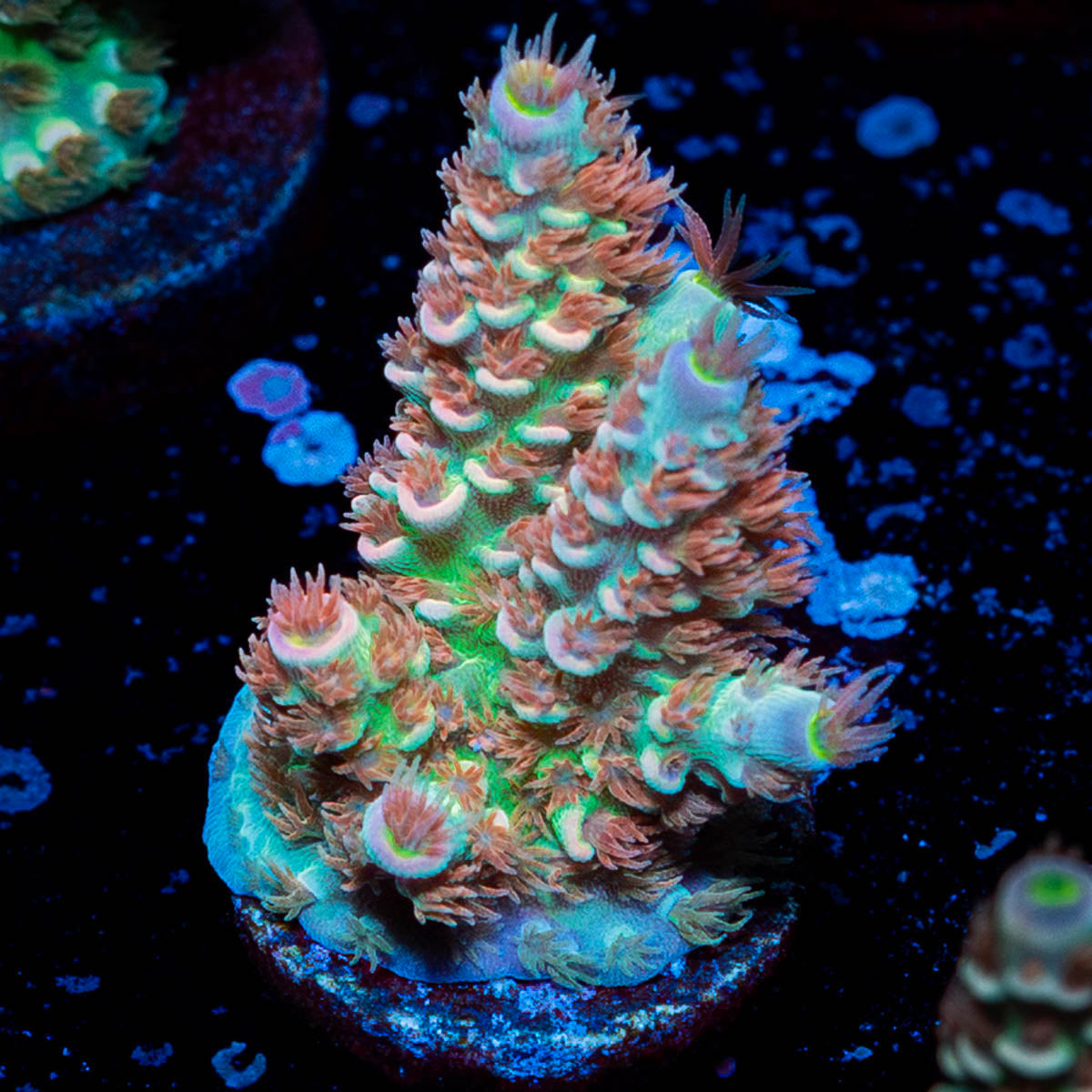 Globe Master Tenuis Acropora
