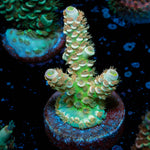 Chevron Tenuis Acropora 
