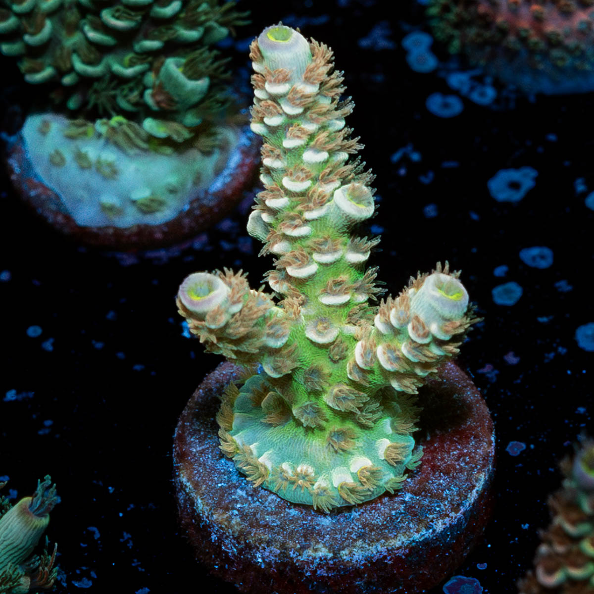 Chevron Tenuis Acropora 