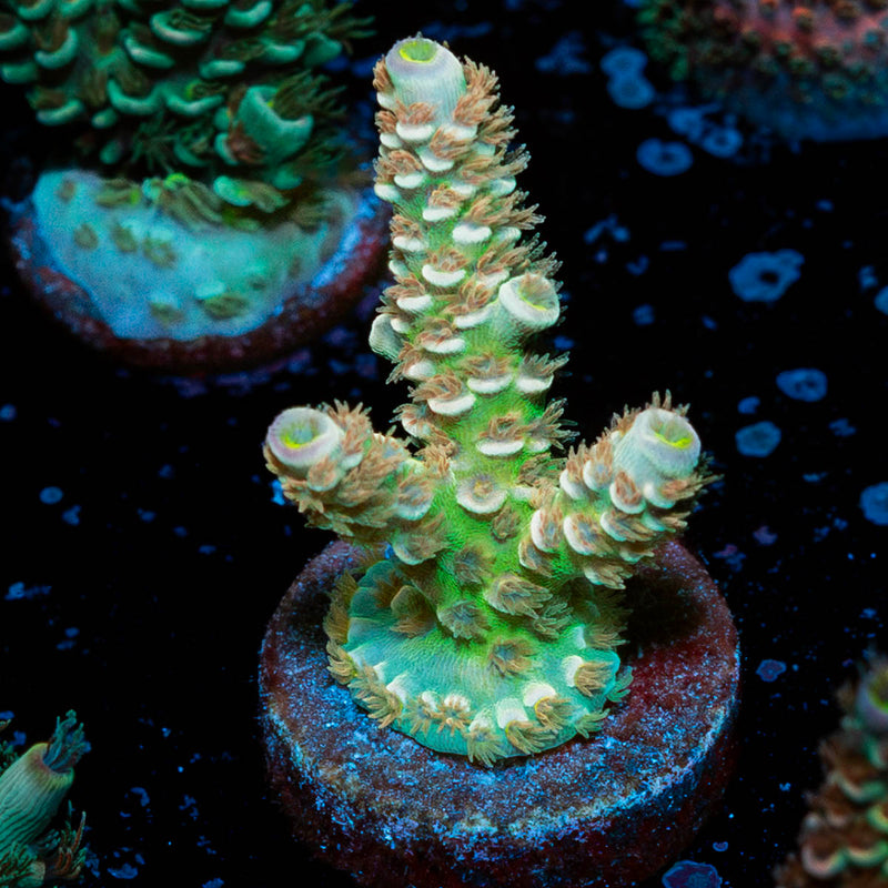 Chevron Tenuis Acropora