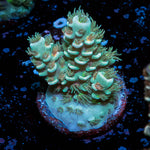 Burning Bush Acropora