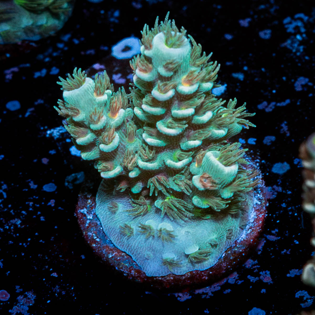 Burning Bush Acropora