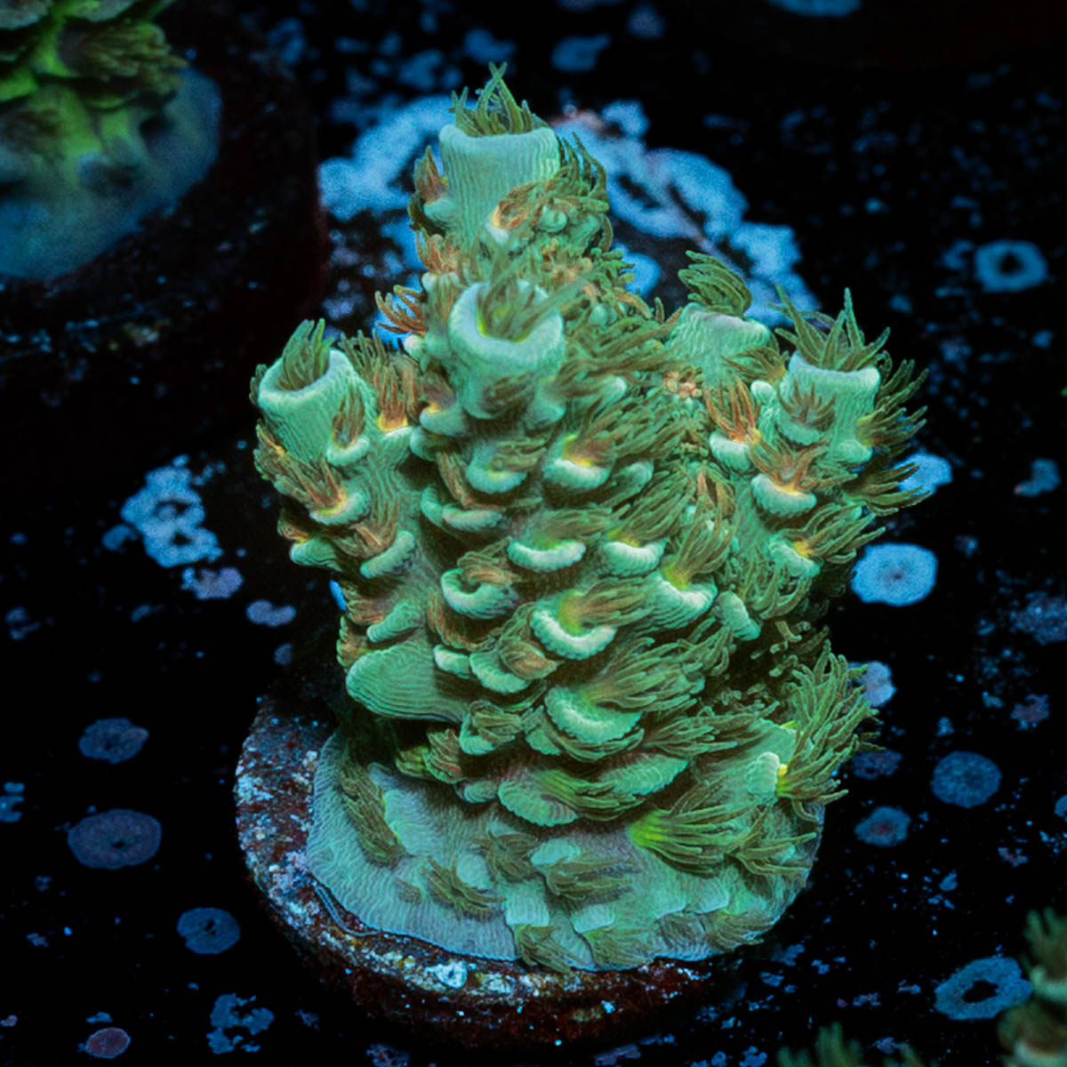 Burning Bush Acropora