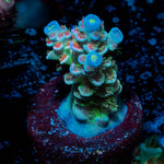 Rainbow Fusion Tenuis Acropora