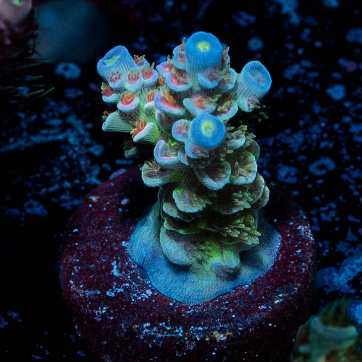 Rainbow Fusion Tenuis Acropora