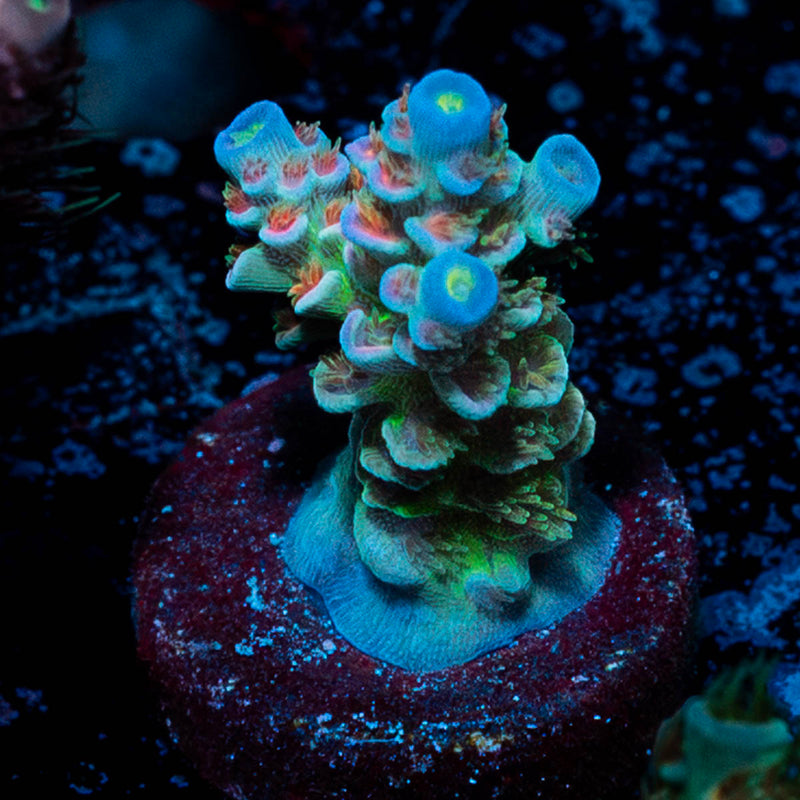 Rainbow Fusion Tenuis Acropora