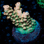 Temporal Distortion Acropora 