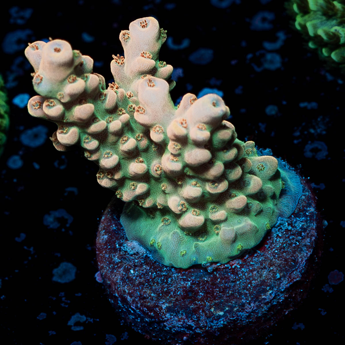 Temporal Distortion Acropora 