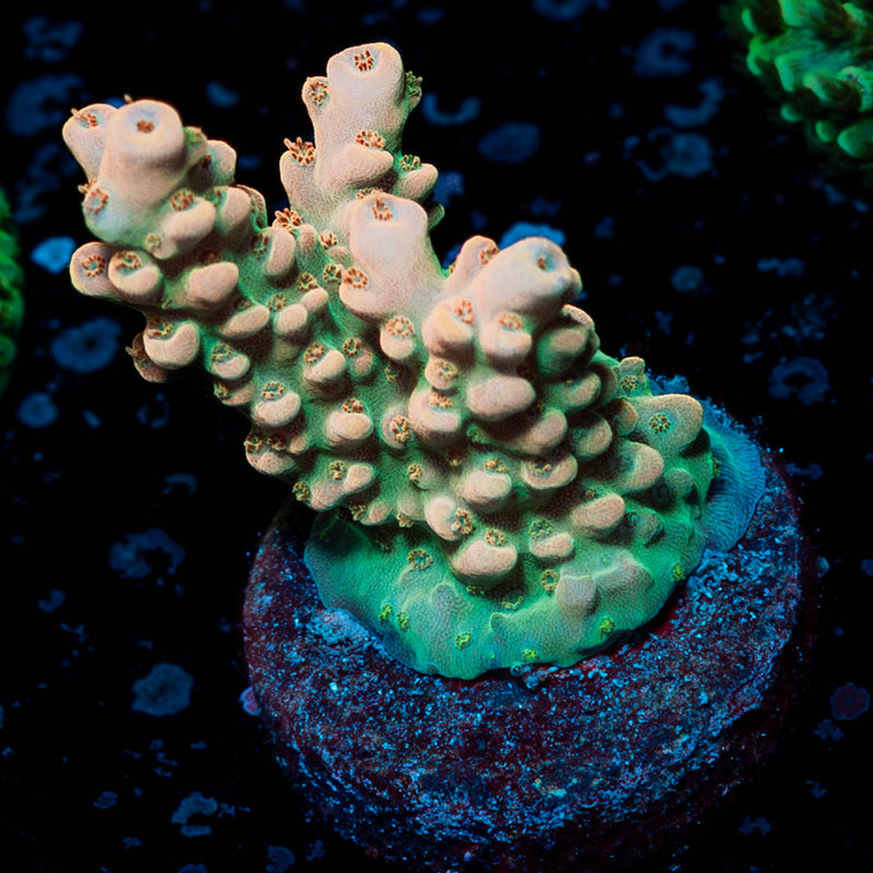 Temporal Distortion Acropora