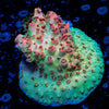 Optimus Prime Acropora