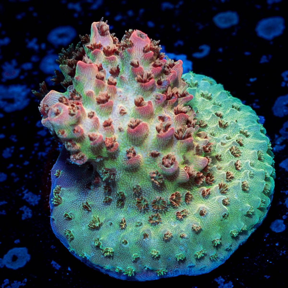 Optimus Prime Acropora