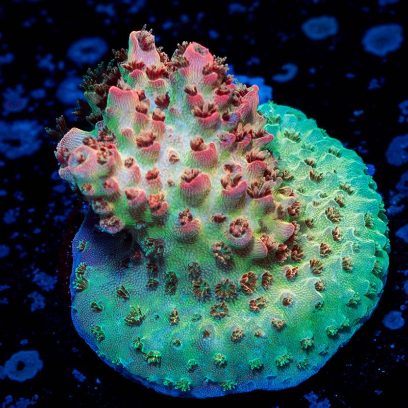 Optimus Prime Acropora