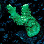 Oscar The Grouch Acropora 