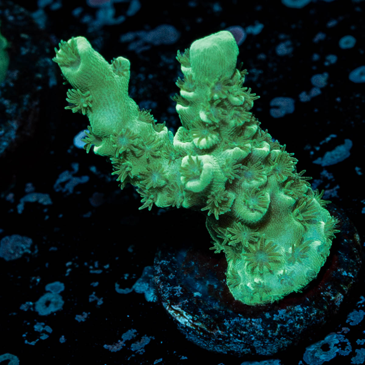 Oscar The Grouch Acropora 