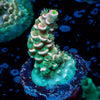 Pink Flamingo Acropora