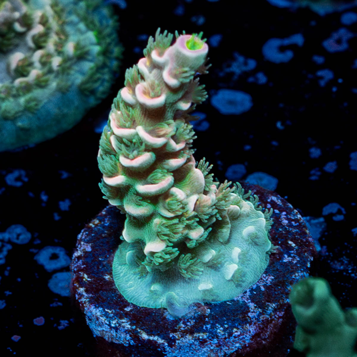 Pink Flamingo Acropora