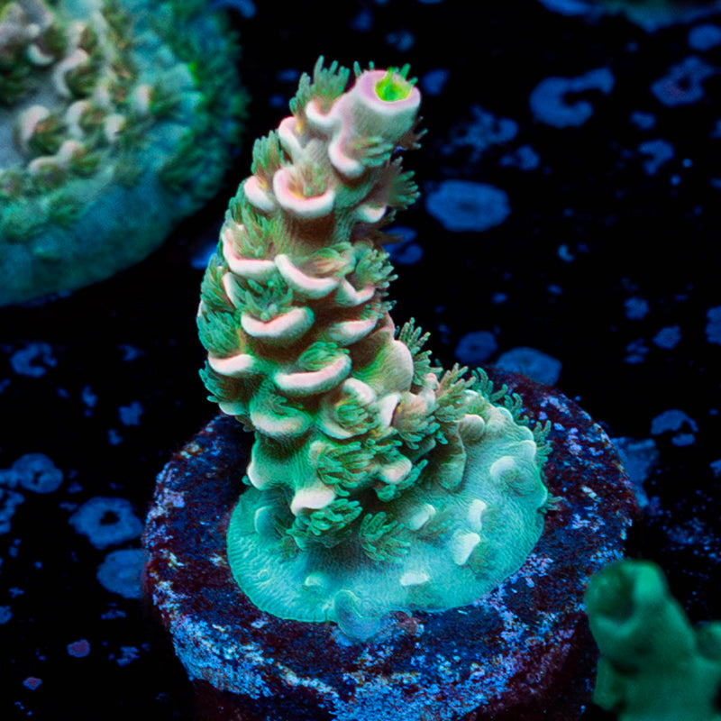 Pink Flamingo Acropora