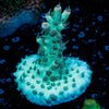 Greek Fire Acropora 