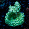 Oscar The Grouch Acropora 