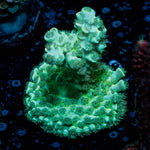 Oscar The Grouch Acropora 