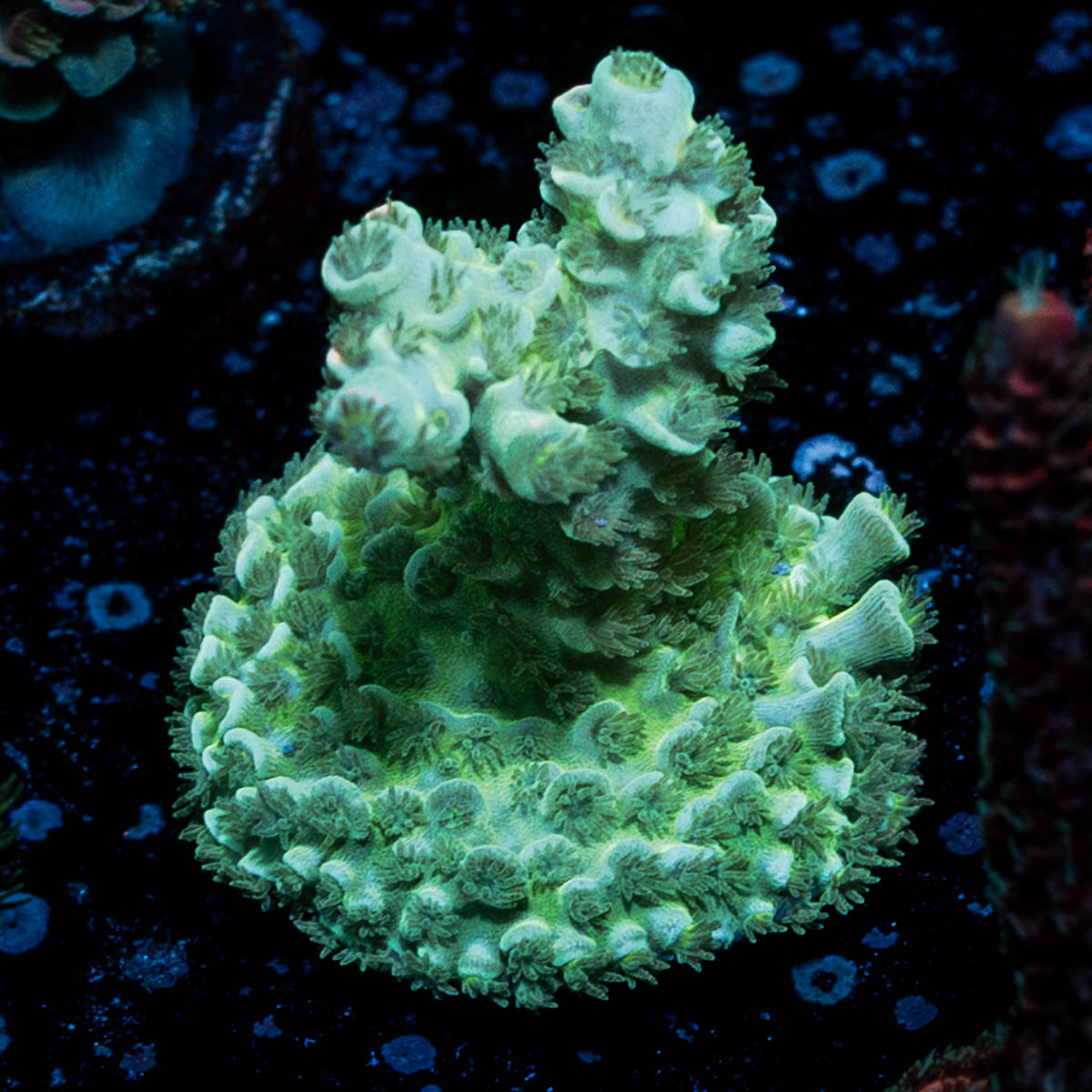 Oscar The Grouch Acropora 