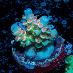 Rainbow Fusion Tenuis Acropora