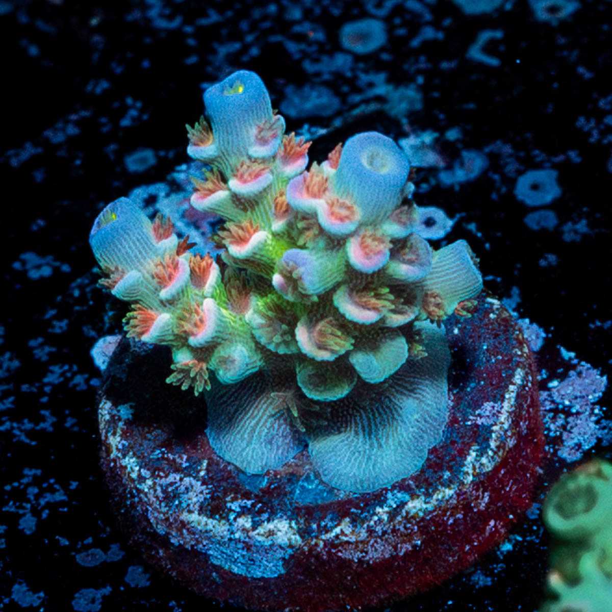 Rainbow Fusion Tenuis Acropora