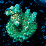 Pink Flamingo Acropora