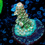 Chevron Tenuis Acropora 