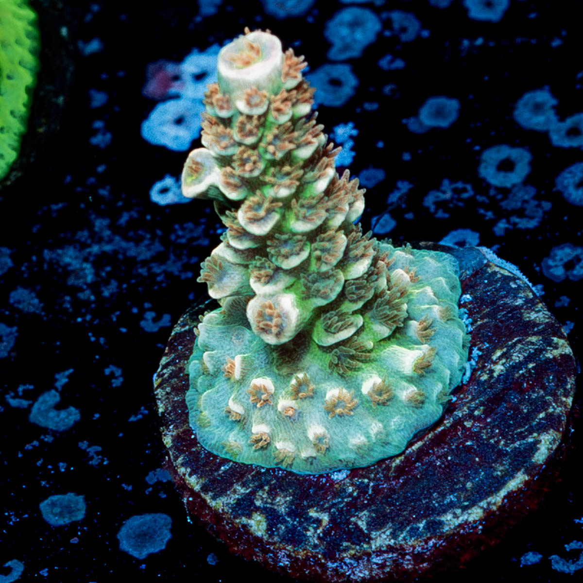 Chevron Tenuis Acropora 