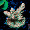 Temporal Distortion Acropora 