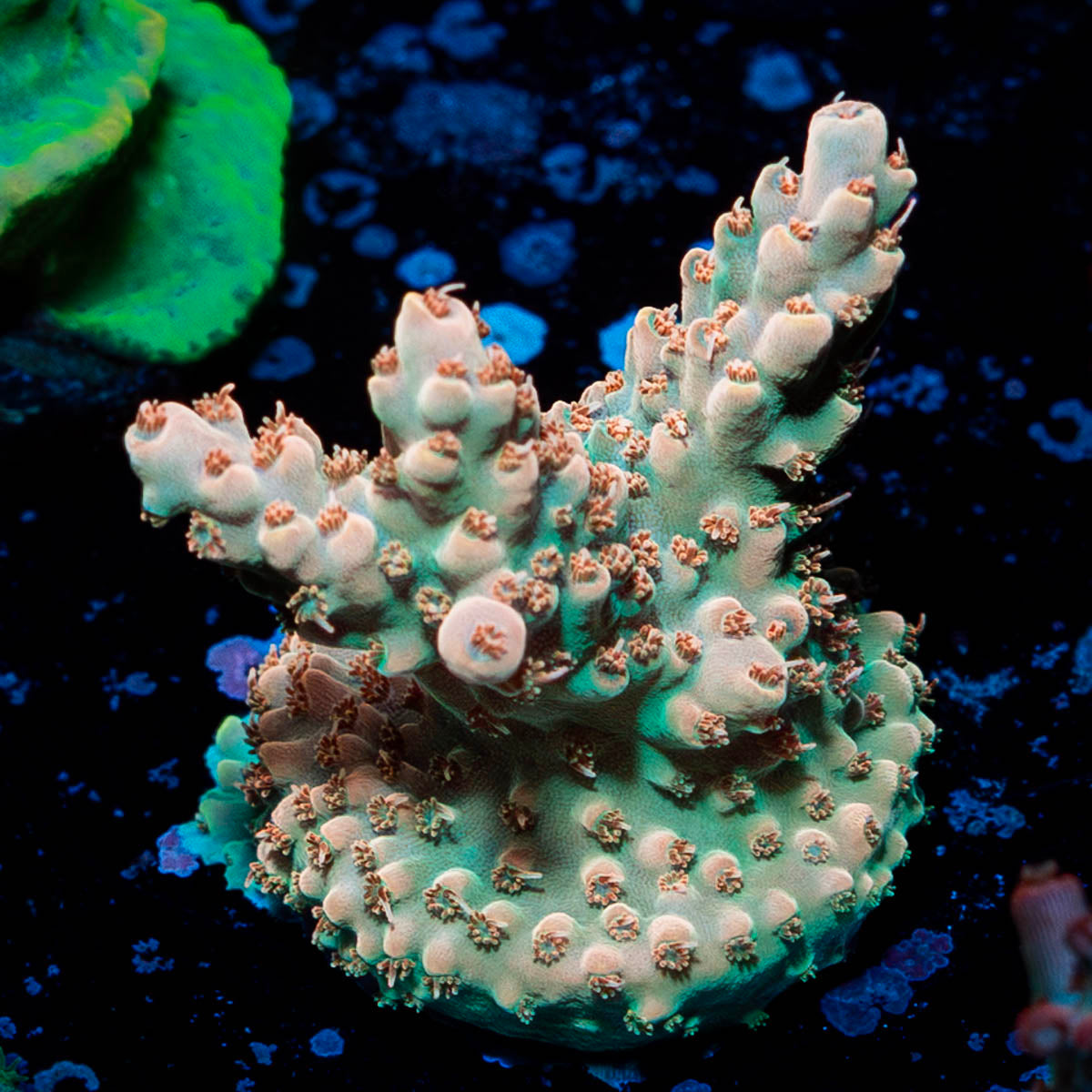 Temporal Distortion Acropora 