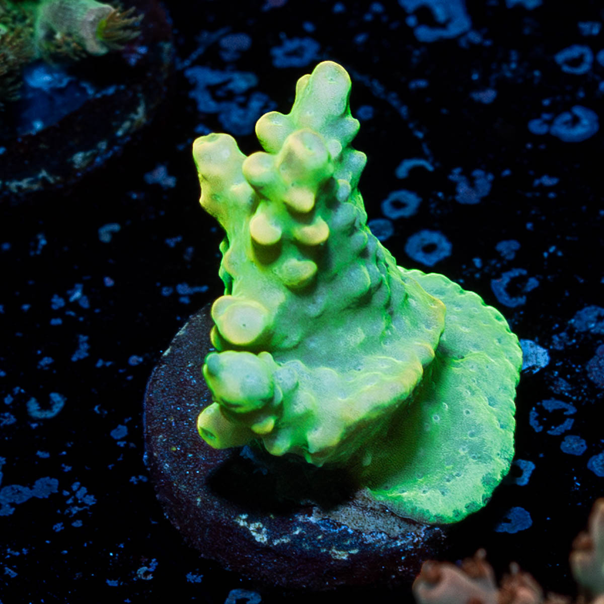 Fools Gold Acropora