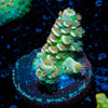 Chevron Tenuis Acropora 