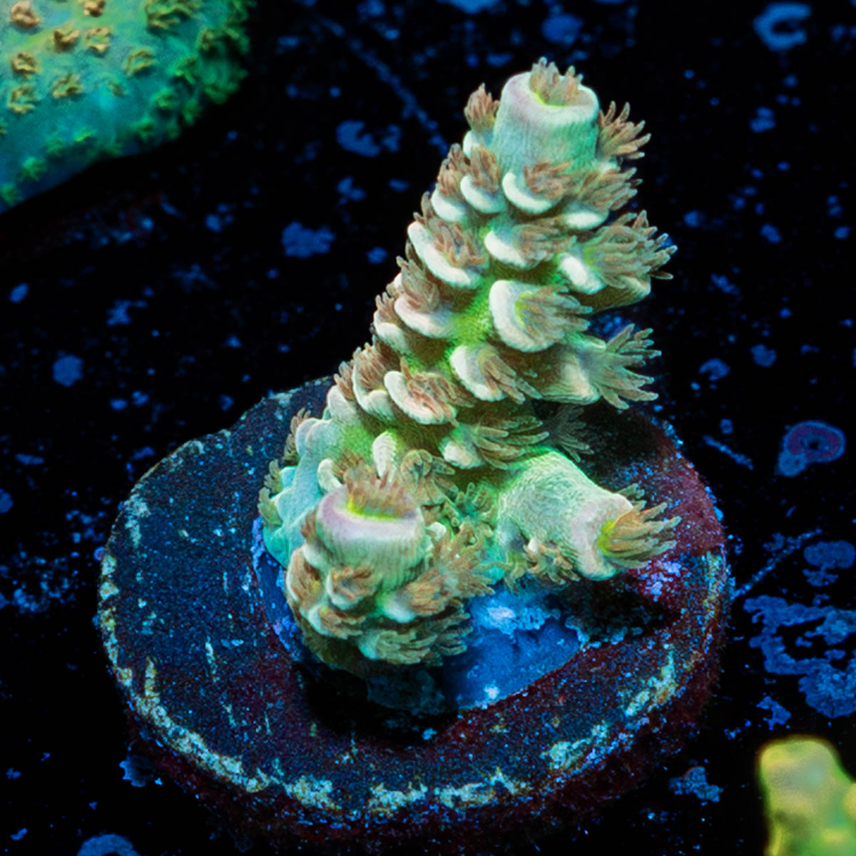Chevron Tenuis Acropora 