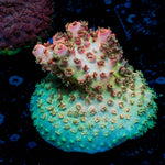 Optimus Prime Acropora